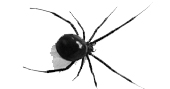 Zum Un Año Sin Insectos 520cc